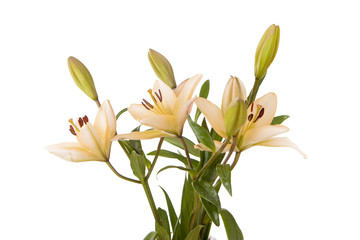 Bouquet of yellow lilies.