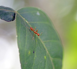 red ant