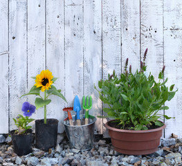 Garden tools, purple sage and sunflower by white wooden planks