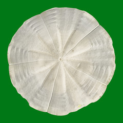 Seashell on an Isolated background. Green Screen Techniques for easy cut-out.