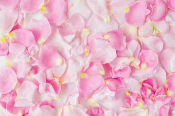 Beautiful pink rose petals. Flat lay, top view. Background of petals