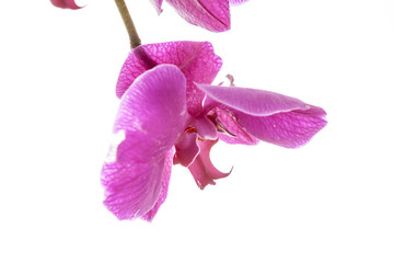 Fototapeta premium Macro of violet orchid.