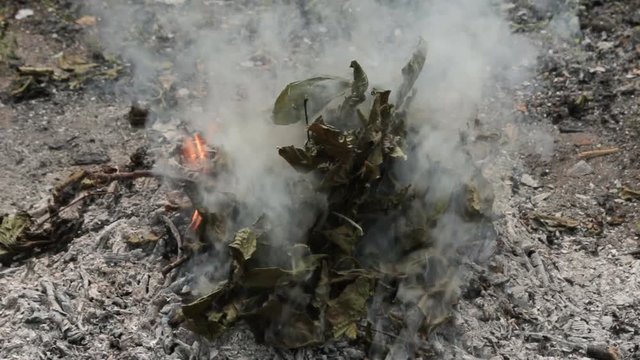 Man throws the dry leaves into the fire and it lights up. leaves, grass and other natural vegetation with thick white smoke.