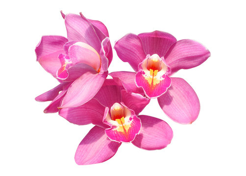 Fototapeta Beautiful  orchid flower isolate on white background