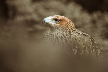 aigle impérial oiseau rapace bec crochu plume animal voler redoutable proie