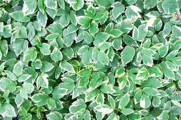 Fototapeta na wymiar Green leaves texture