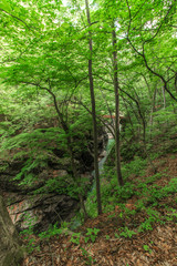 Fototapeta premium 春の吾妻渓谷の風景