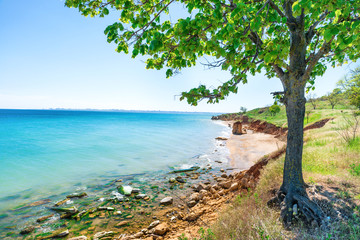Fototapeta na wymiar Big green tree on the beach