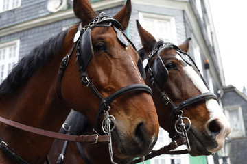 Obraz premium Close up of brown horses pulling a carriage