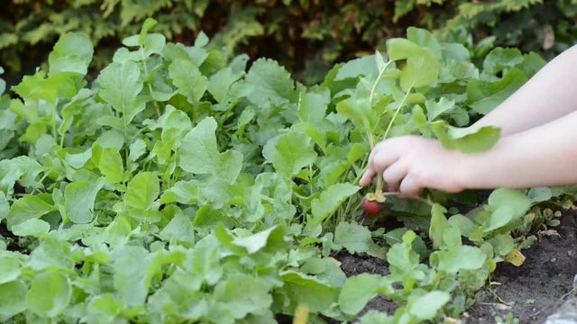 Radieschen pfl&uuml;cken