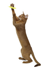 Abyssinian cat playing on white background