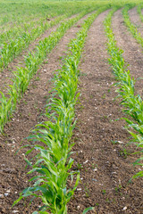 Fototapeta na wymiar Crops growing in a field