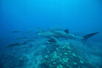 Whale Shark (Rhincodon typus) swimming  at  crystal clear blue waters near the surface at Ko Losin ...