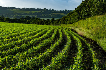 Fototapeta na wymiar Green fields of Kent