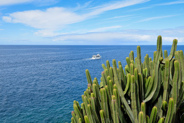 Canary Island Spurge by the Sea. Canary Island.