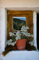 Edelweiß in einem Blumentopf am Fenster 