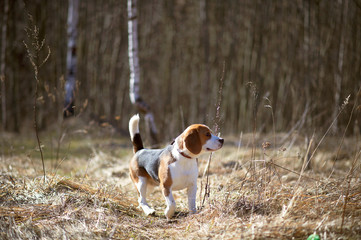 dog beagle play in the meadow forest field