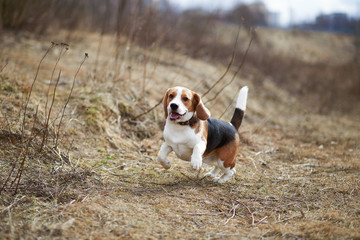 dog beagle play in the meadow forest field