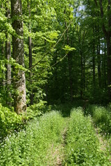 Obraz premium Waldweg