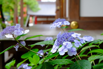 雨の後のお寺のあじさい