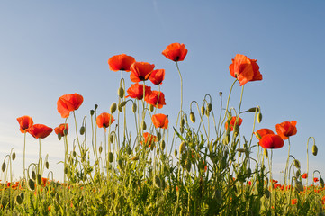 Obraz premium Czerwone maki na tle niebieskiego nieba