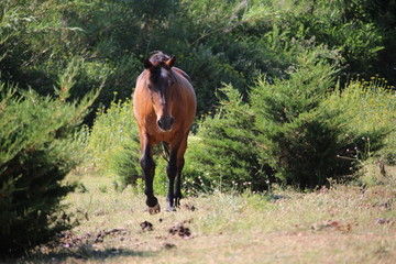 cheval dans un pré