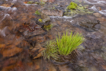 Clump of grass in water.