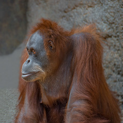 Portrait of sad Asian orangutan
