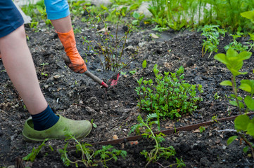 Fototapeta premium Hands in orange rubber gloves plant seedlings of flowers and vegetables in the ground. Planting of plants in spring