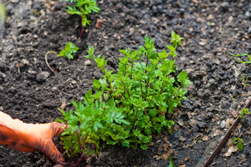 Hands in orange rubber gloves plant seedlings of flowers and vegetables in the ground. Planting of plants in spring