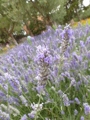 lavender