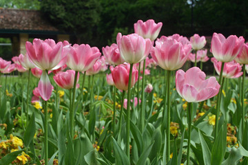 Pink tulips in a flower bed