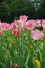 Pink tulips in a flower bed