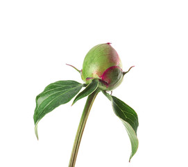 Bud of beautiful peony flower on white background, closeup