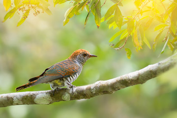 Beautiful bird with white and brown bars  perches on branch.Bird,Violet Cuckoo ( Chrysococcyx xanthorhynchus ),female with rufous head resting  in bright and clear morning light
