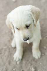Portrait of small golden retriever puppy