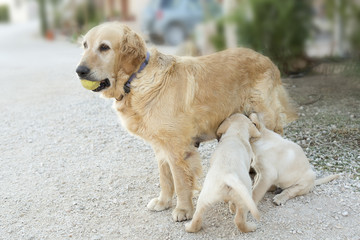 Mother golden retriever wiht her puppies.