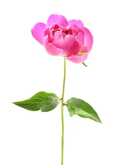 Fotobehang Pioenrozen Beautiful peony flower on white background  © Africa Studio