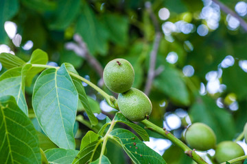 Green nuts on the tree