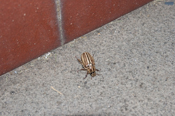 Annoying pets in the house - disinfestation