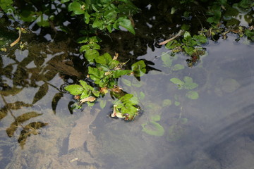 Naklejka premium Frühlingsfrish