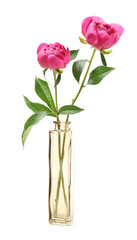 Obraz premium Vase with beautiful peony flowers on white background