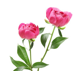 Beautiful peony flowers on white background