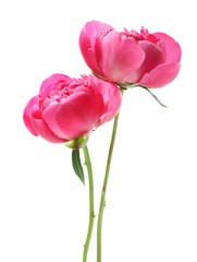 Beautiful peony flowers on white background