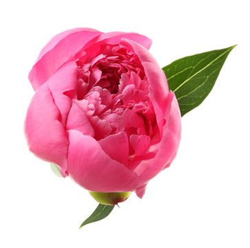 Fototapeta Beautiful peony flower on white background, closeup