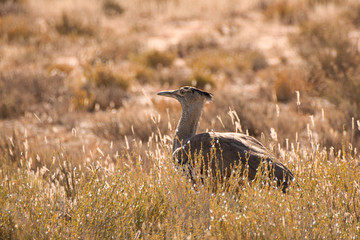 Kori Bustard walking through the scrub searching for food