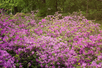 Beautiful blooming rhododendron bush in park