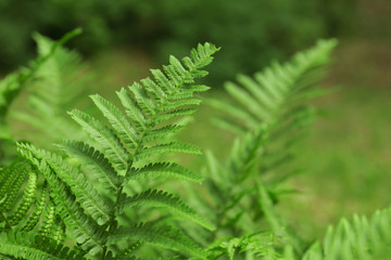 Beautiful leaves of fern, closeup