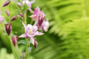 Beautiful blooming flowers on blurred natural background