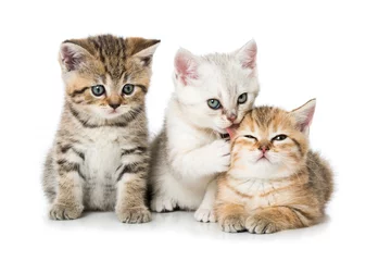 Fotobehang Drie kittens © DoraZett